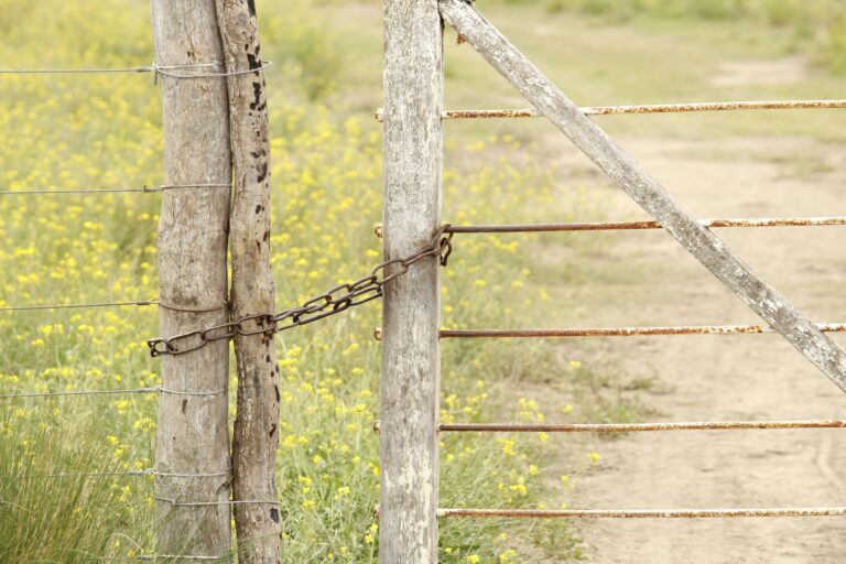A rustic wooden gate secured with a chain in a yellow wildflower field.